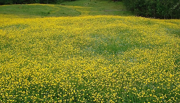 Blumen & Pflanzen im Gebirge Skandinaviens | Norwegen-Service